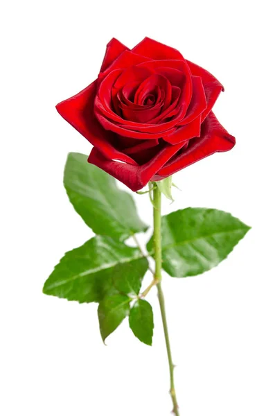하얀 배경에 고립된 아름다운 붉은 장미 — 스톡 사진