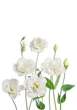 Beyaz arka plan üzerinde izole güzel beyaz eustoma çiçek