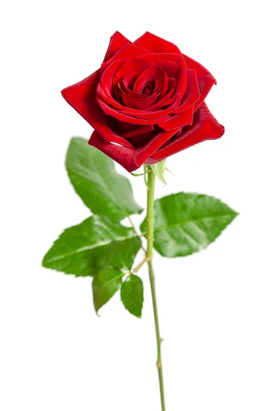 Belle rose rouge images libres de droit, photos de Belle rose rouge |  Depositphotos