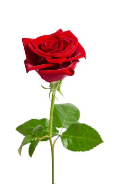 Beyaz arkaplanda izole edilmiş güzel kırmızı gül
