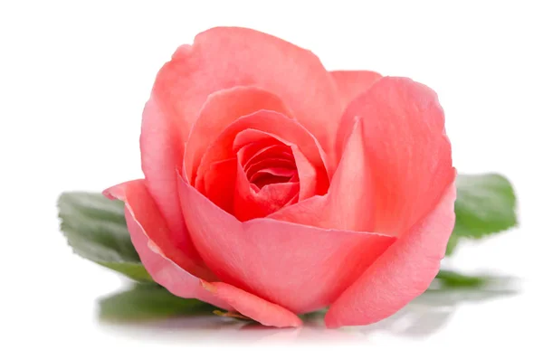 美丽的花蕾的粉红色玫瑰躺在白色的背景 — 图库照片