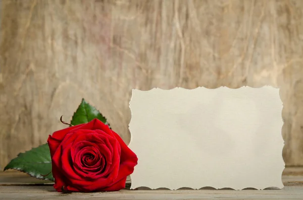 Red rose with paper for text — Stock Photo, Image