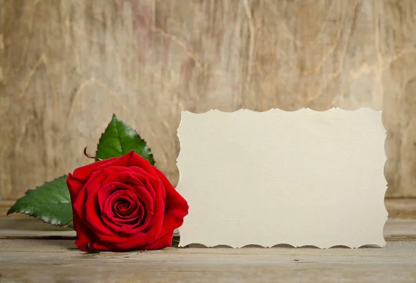 Red rose with paper for text — Stock Photo, Image