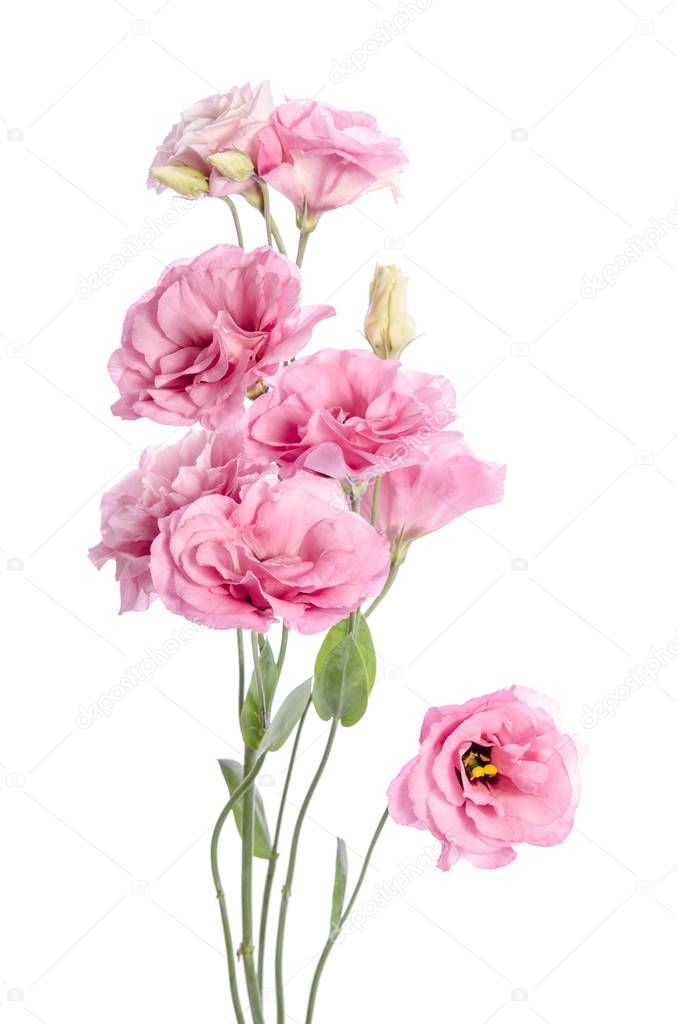 bunch of pink eustoma flowers