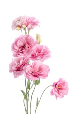 pembe eustoma çiçek grup