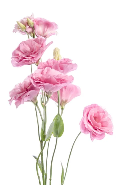 Bunch of pink eustoma flowers isolated on white — Stock Photo, Image