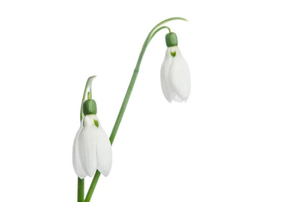 Duas flores de neve isoladas no fundo branco — Fotografia de Stock