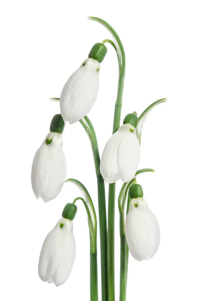 Buquê de snowdrops — Fotografia de Stock