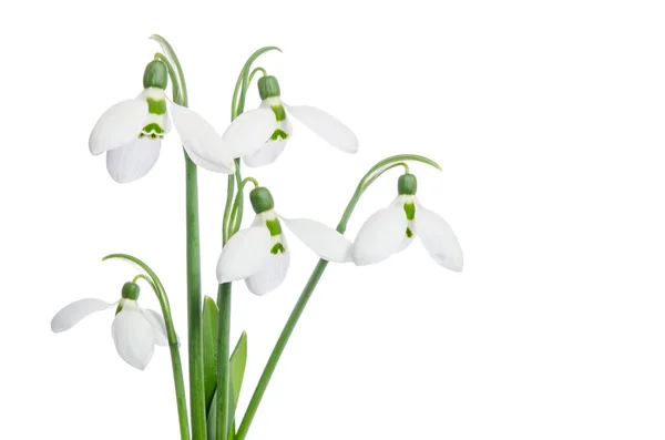 Buquê de snowdrops — Fotografia de Stock