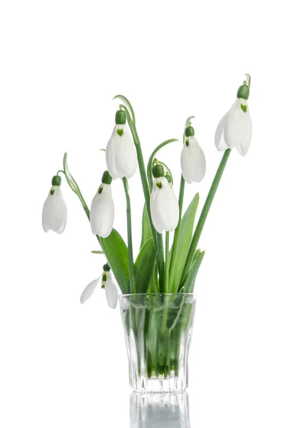 Bouquet of snowdrop flowers in glass vase — Stock Photo, Image