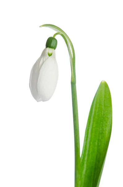 Schöne Schneeglöckchen Blume — Stockfoto