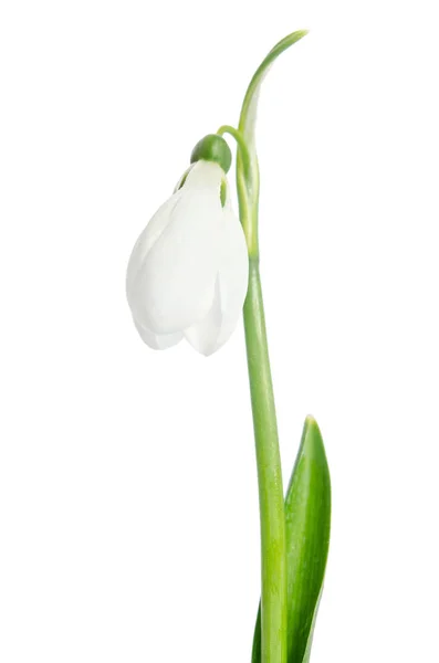 Krásný sněženka květ — Stock fotografie
