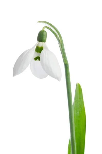 Bellissimo fiore di bucaneve — Foto Stock