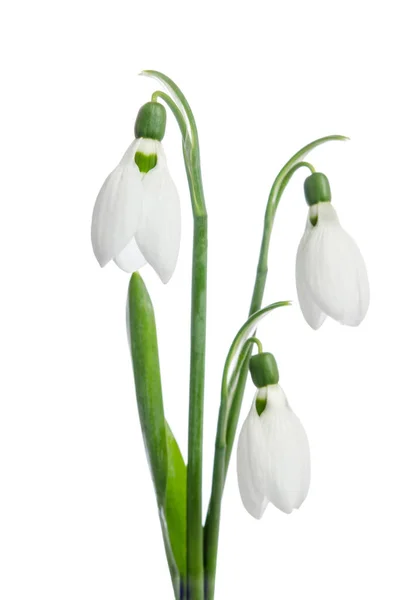 Three snowdrop flowers — Stock Photo, Image