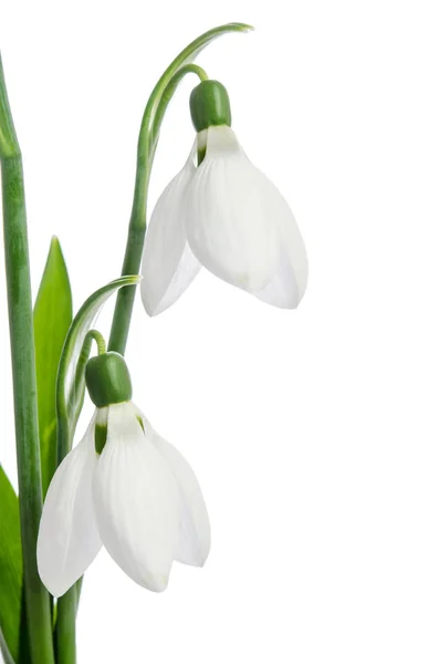 Two snowdrop flowers — Stock Photo, Image