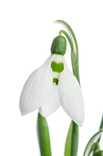 Beautiful Snowdrop flower Stock Image