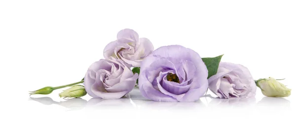 Bunch of violet eustoma flowers — Stock Photo, Image