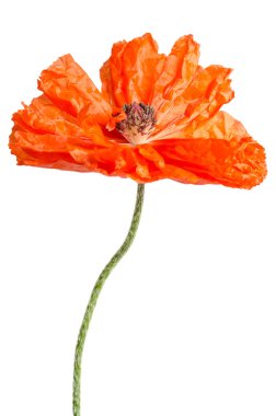 Tek kırmızı gelincik