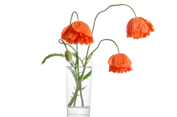 Bouquet de coquelicots dans un vase en verre — Photo