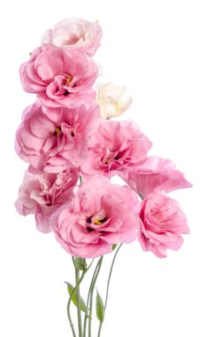 pembe eustoma çiçek grup