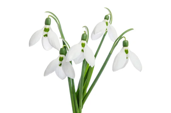 Buquê de snowdrops — Fotografia de Stock