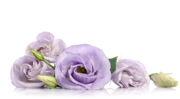 Bos van violet eustoma bloemen — Stockfoto