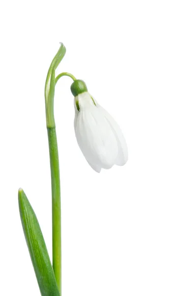 Vackra snowdrop blomma — Stockfoto