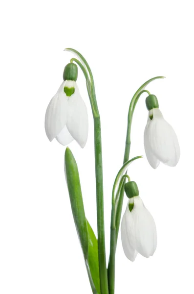 Tři květy sněženek — Stock fotografie