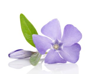 güzel mavi çiçek salyangozu