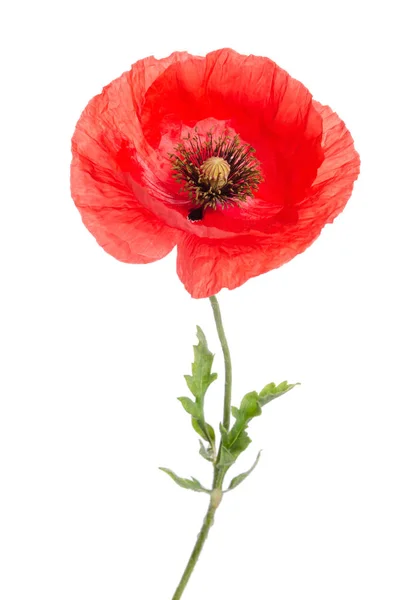 Beautiful red poppies isolated on a white background. — Stock Photo ...