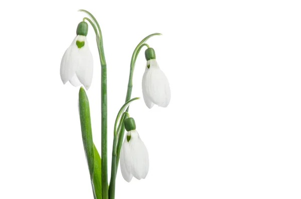 Tre snowdrop blommor — Stockfoto