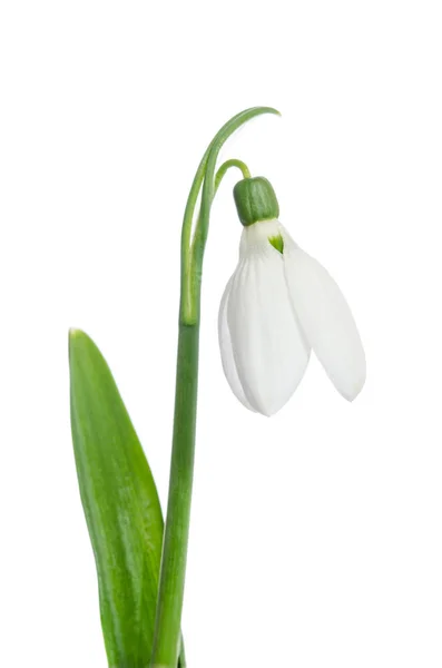 Krásný sněženka květ — Stock fotografie