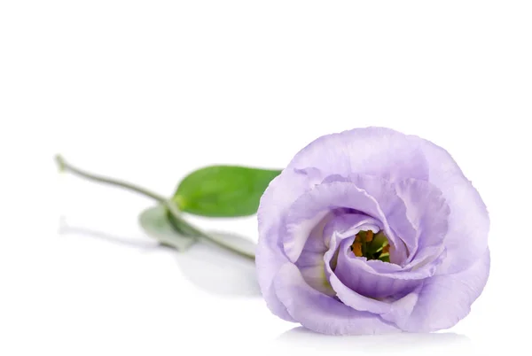Schoonheid violet eustoma bloem — Stockfoto