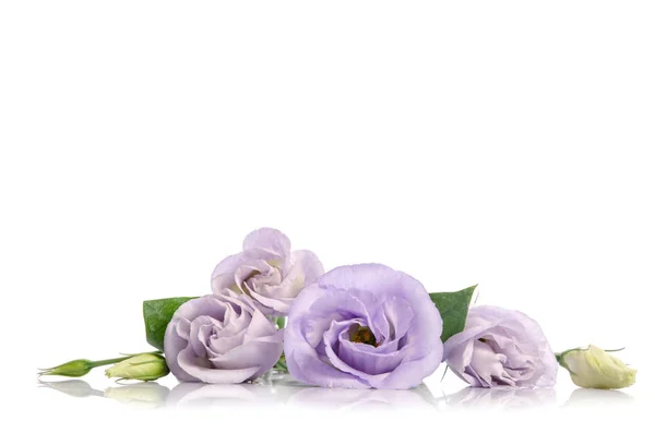 Um monte de flores de eustoma violeta — Fotografia de Stock