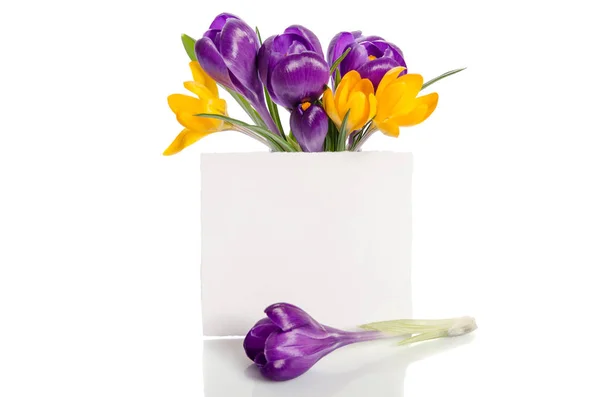 Bouquet from crocus flowers in vase — Stock Photo, Image
