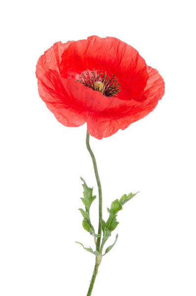 single red poppy