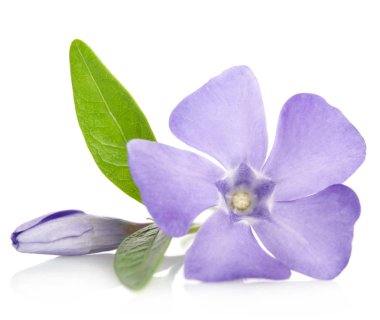 Beyaz arka plan üzerinde bud ile güzel mavi çiçek salyangozu