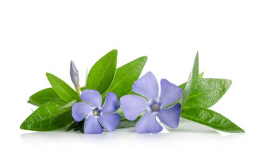 Beyaz arka plan üzerinde güzel mavi çiçekler salyangozu