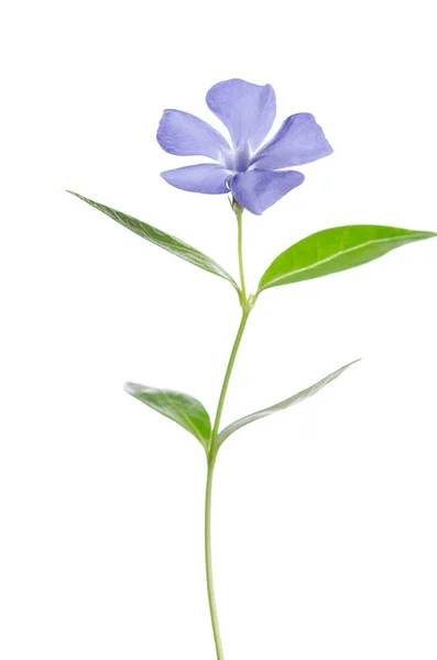 Beautiful blue flower periwinkle on white background — Stock Photo, Image
