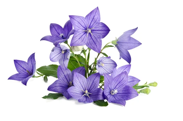 Krásná kytice z Bell květiny izolovaných na bílém poz — Stock fotografie