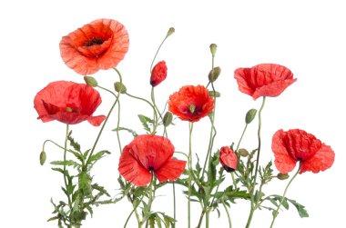 Kırmızı gelincikler beyaz arkaplanda izole edilmiş