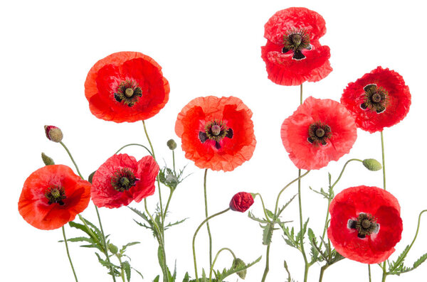 red poppies isolated on white background