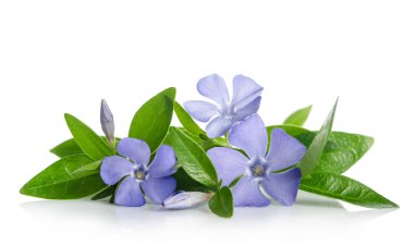 Beyaz arka plan üzerinde güzel mavi çiçekler salyangozu