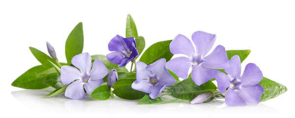 Beautiful blue flowers periwinkle on white background
