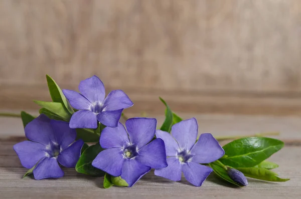 Hermosas flores azules periwinkle sobre fondo de madera — Foto de Stock