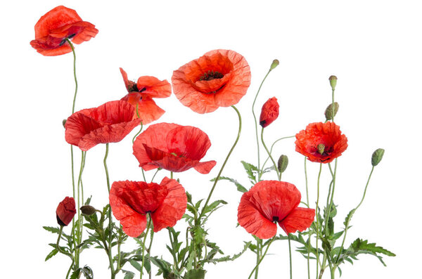 red poppies isolated on white background