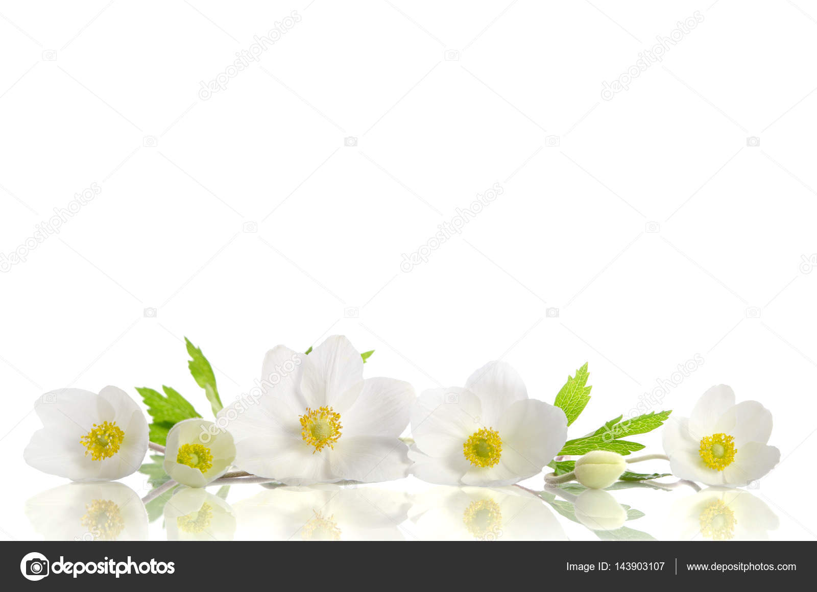 すべての美しい花の画像 新鮮な白い アネモネ