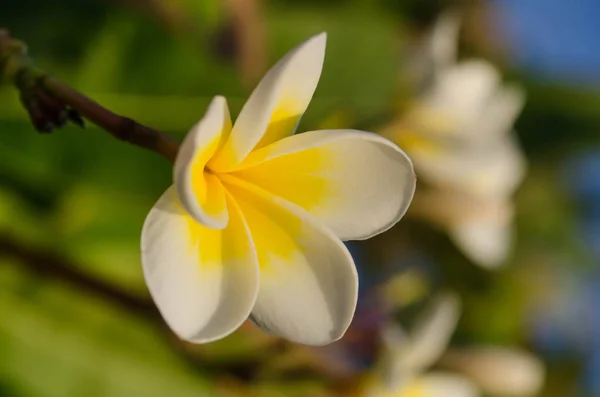 Fundo floral primavera com flores brancas plumeria em um ensolarado — Fotografia de Stock