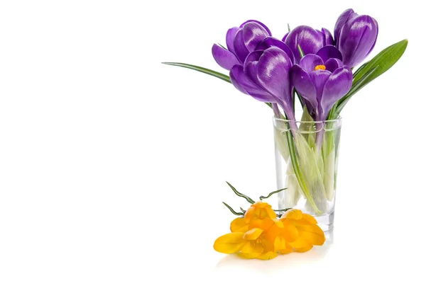 Bouquet from crocus flowers in vase isolated on white — Stock Photo, Image