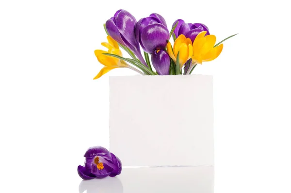 Bouquet from crocus flowers in vase  with empty card for your te — Stock Photo, Image